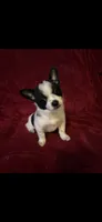 Chachi, a male Chihuahua and Pomeranian for sale in Swansboro, NC – 1 of 1
