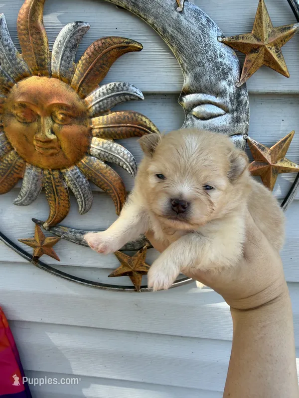 AKC Sunfyre – Pomeranian puppy for sale in Wilmington, NC