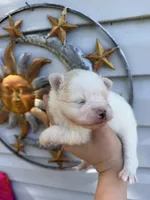 AKC Polar Bear , a male Pomeranian for sale in Hubert, NC – 2 of 3
