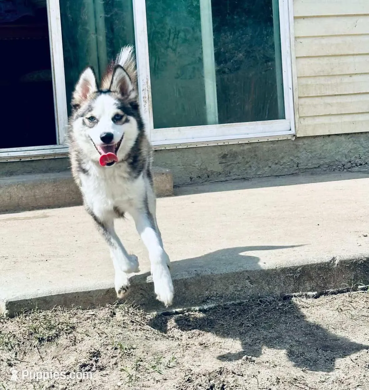 Kosmo Pending, a male Pomsky for sale in Swansboro, NC – 3 of 4