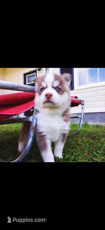 Kosmo Pending – Pomsky puppy on hold in Swansboro, NC