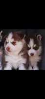 Kosmo Pending, a male Pomsky for sale in Swansboro, NC – 2 of 4
