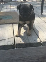 Baela, a female Chiweenie for sale in Wilmington, NC – 7 of 9