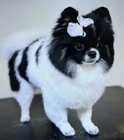 AKC Coco, a female Pomeranian for sale in Wilmington, NC – 3 of 5