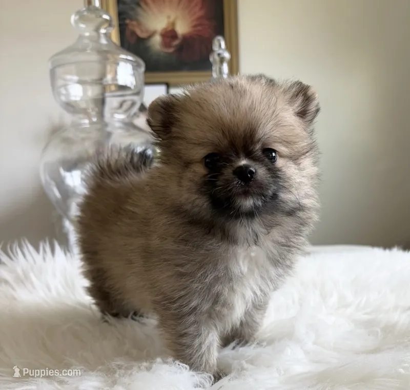 Coco – Pomeranian puppy for sale in Wilmington, NC