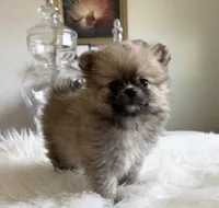 Coco, a female Pomeranian for sale in Wilmington, NC – 1 of 1