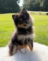 AKC *Full Registration* Mia, a female Pomeranian for sale in Wilmington, NC – 1 of 4
