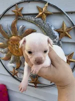 CKC Chico, a male Chihuahua for sale in Hubert, NC – 4 of 4