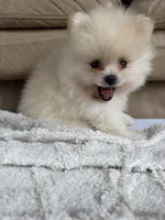 AKC Romeo, a male Pomeranian for sale in Castle Hayne, NC – 6 of 9