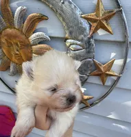 AKC Golden Boy, a male Pomeranian for sale in Wilmington, NC – 8 of 9