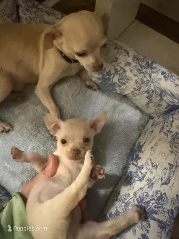 Finley – Chihuahua puppy for sale in Castle Hayne, NC