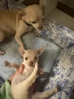 Finley, a female Chihuahua for sale in Castle Hayne, NC – 1 of 5