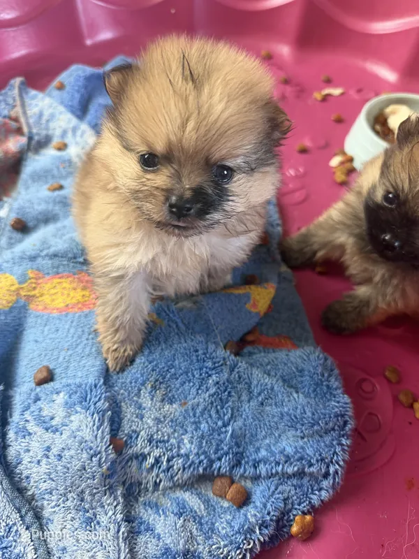 Duchess – Pomeranian puppy for sale in Swansboro, NC