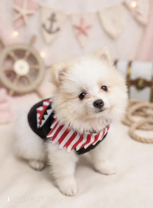 AKC Bear  – Pomeranian puppy for sale in Jacksonville, NC