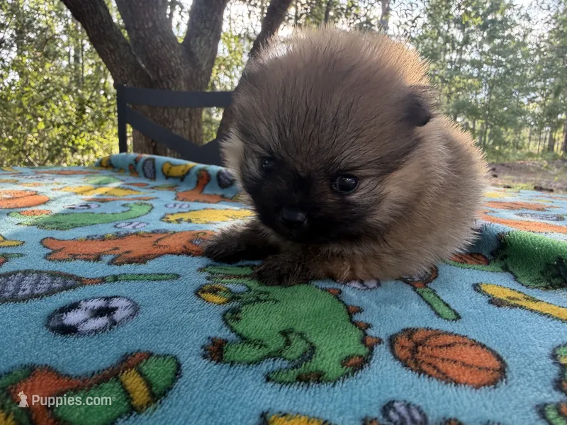 Duke – Pomeranian puppy for sale in Swansboro, NC