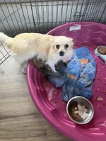 Neva, a female Pomeranian for sale in Swansboro, NC – 2 of 4