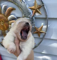 AKC Golden Boy, a male Pomeranian for sale in Wilmington, NC – 9 of 9