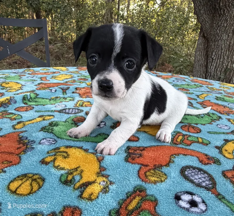CKC Bella – Chihuahua puppy for sale in Hubert, NC