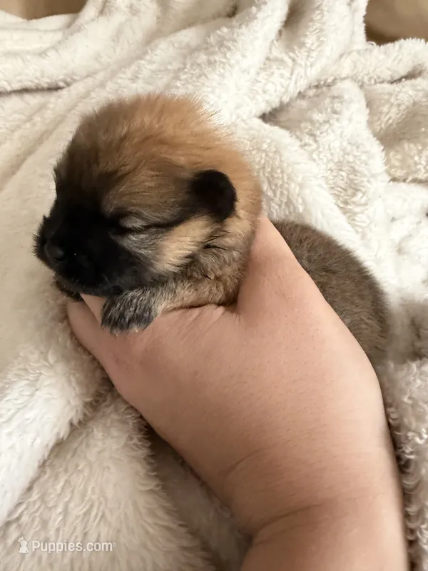 Duke – Pomeranian puppy for sale in Swansboro, NC