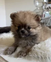 AKC Coco, a female Pomeranian for sale in Wilmington, NC – 4 of 5