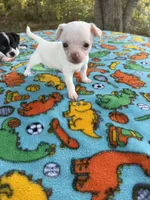 CKC Tiny , a male Chihuahua for sale in Castle Hayne, NC – 5 of 9