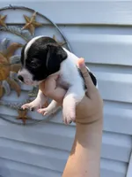 CKC Bella, a female Chihuahua for sale in Hubert, NC – 3 of 4