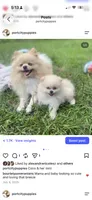 AKC Tank, a male Pomeranian for sale in Wilmington, NC – 5 of 7