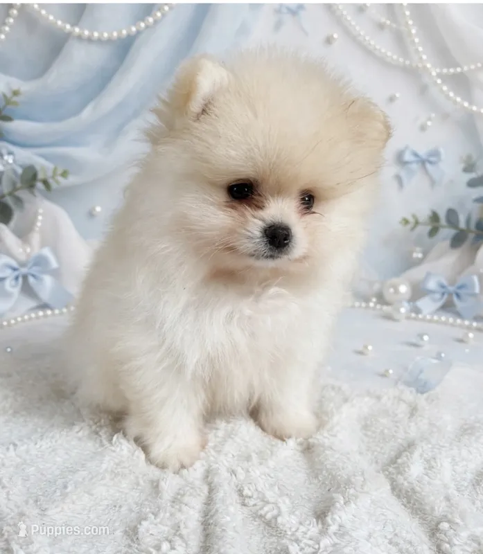 AKC Simba – Pomeranian puppy for sale in Jacksonville, NC