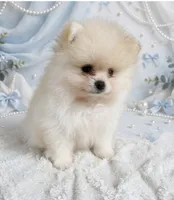 AKC Romeo, a male Pomeranian for sale in Castle Hayne, NC – 2 of 9