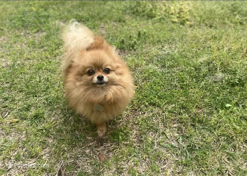 Red – Pomeranian puppy for sale in Swansboro, NC