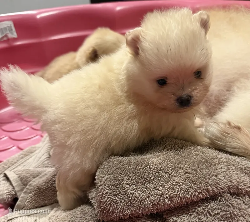 AKC Simba – Pomeranian puppy for sale in Castle Hayne, NC