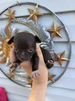 CKC Tank, a male Chihuahua for sale in Wilmington, NC – 4 of 4