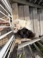 Coco, a male Pomeranian for sale in Swansboro, NC – 3 of 3