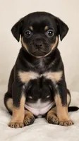Lana, a female Chiweenie for sale in Wilmington, NC – 1 of 2