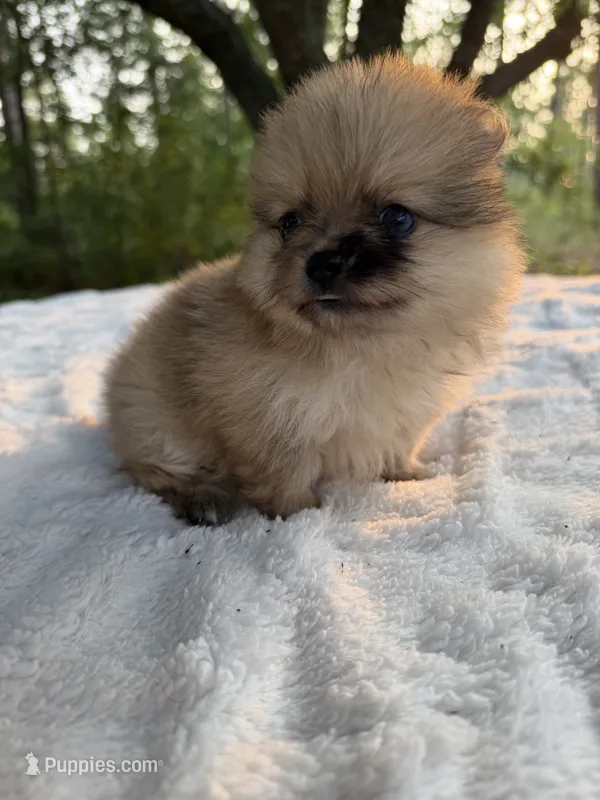 Indigo – Pomeranian puppy for sale in Swansboro, NC