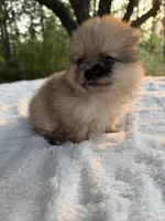 Indigo CKC, a female Pomeranian for sale in Wilmington, NC – 6 of 7