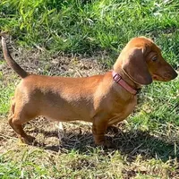 Tank, a male Chihuahua and Miniature Dachshund for sale in Wilmington, NC – 3 of 3
