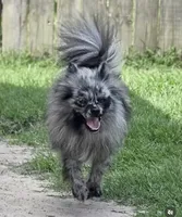Squeaky, a female Pomeranian for sale in Swansboro, NC – 2 of 3