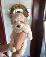 Sunshine, a female Miniature Aussiedoodle for sale in Wilmington, NC – 2 of 4