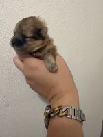 Mimi, a female Pomeranian for sale in Swansboro, NC – 3 of 3