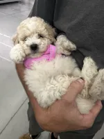 Sunshine, a female Miniature Aussiedoodle for sale in Wilmington, NC – 3 of 4