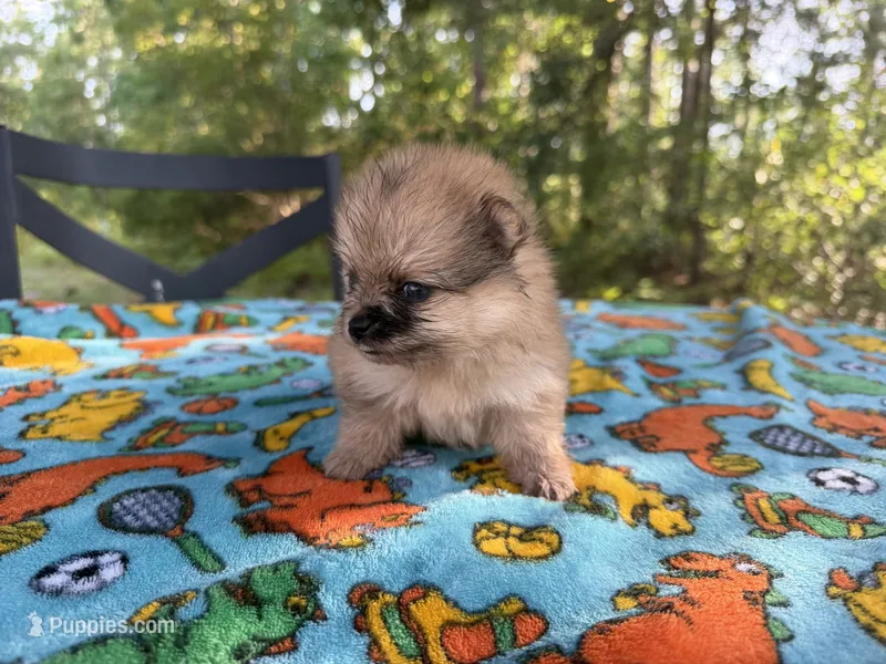 Indigo – Pomeranian puppy for sale in Swansboro, NC