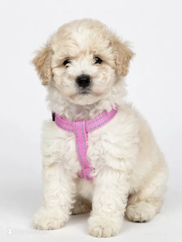 Sunshine – Miniature Aussiedoodle puppy for sale in Wilmington, NC