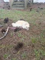 Neva, a female Pomeranian for sale in Swansboro, NC – 4 of 4