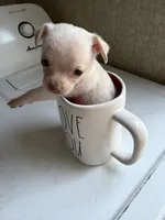 CKC Tiny , a male Chihuahua for sale in Castle Hayne, NC – 2 of 9