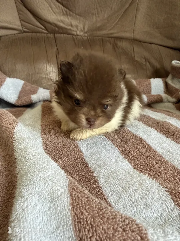 Coco – Pomeranian puppy for sale in Swansboro, NC