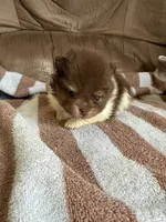 Coco, a male Pomeranian for sale in Swansboro, NC – 1 of 3