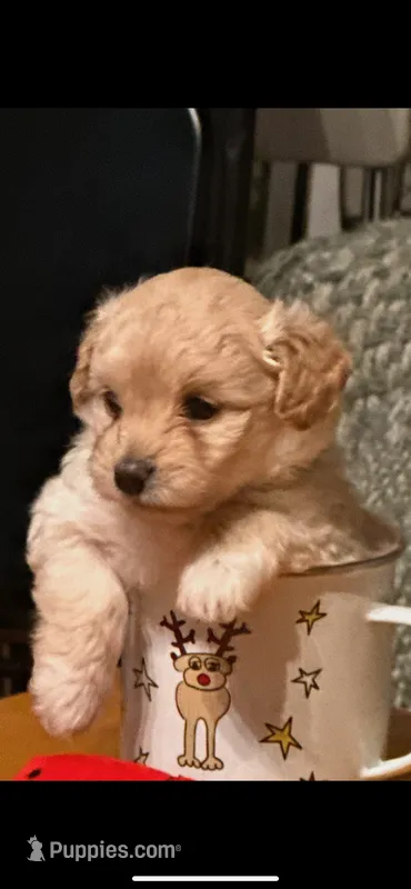 Bear – Maltipoo, Poodle - Miniature  puppy for sale in Swansboro, NC