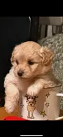 Bear, a male Maltipoo and Poodle - Miniature  for sale in Swansboro, NC – 1 of 3