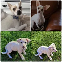 Lucy, a female Chihuahua for sale in Manteca, CA – 2 of 3
